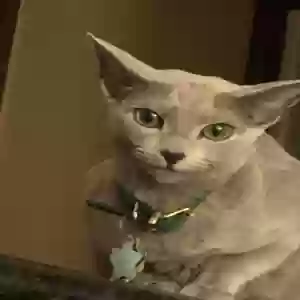 lost female cat misty