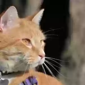 lost male cat dante