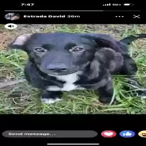 lost female dog cumbia