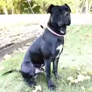 found male dog unknown
