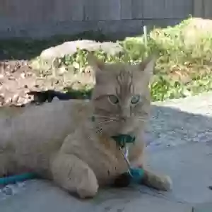 lost male cat jinji