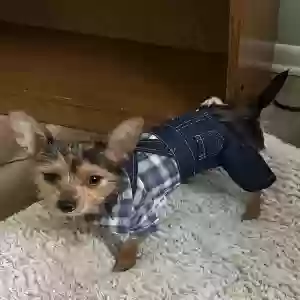 lost male dog teddy