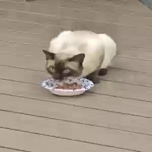 found male cat unknown