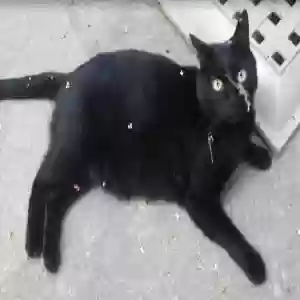 lost male cat jacques