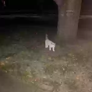 found female cat rick