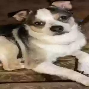 lost male dog moose
