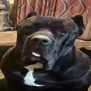 lost female dog harmony