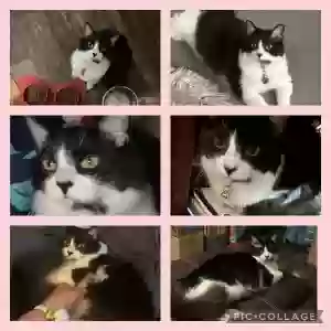 lost female cat athena