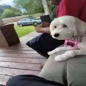 lost female dog pixie