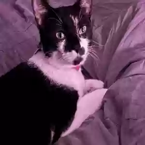 lost female cat pixel