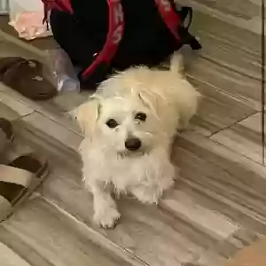 lost male dog shaggy