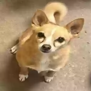 lost female dog bonnie
