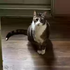 lost male cat fuzzy