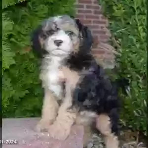 lost male dog jagger