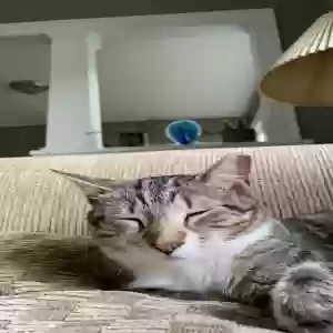 lost female cat canary