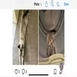 lost male cat figaro