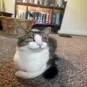 lost female cat elva
