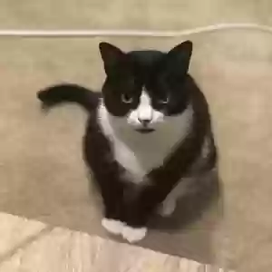 lost female cat xiao hei