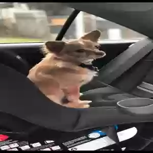 lost female dog emmy