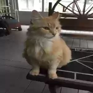 lost female cat sandy,kitty