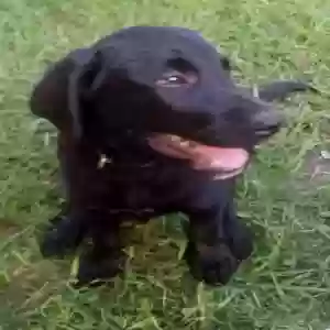 found female dog sassy