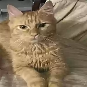 lost female cat dallas