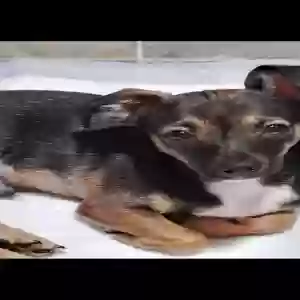 lost male dog handsome