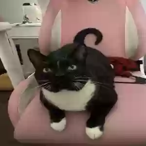 lost male cat salem