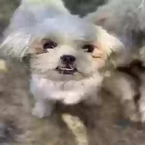 lost female dog saki
