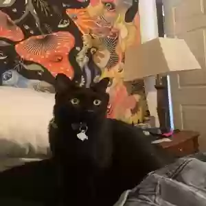 lost male cat mantequilla
