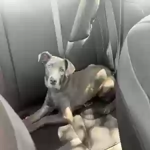 found female dog unknown