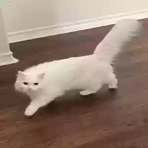 lost female cat pearl