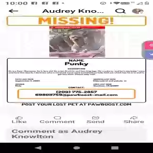lost male dog punky