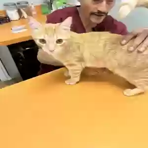 lost male cat creole