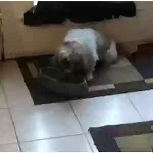 lost male dog rocky