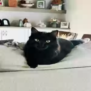 lost male cat espresso
