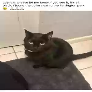 lost male cat chacho