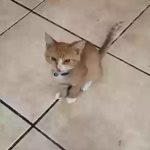 lost male cat pablo