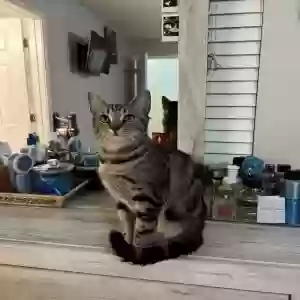 lost female cat holley