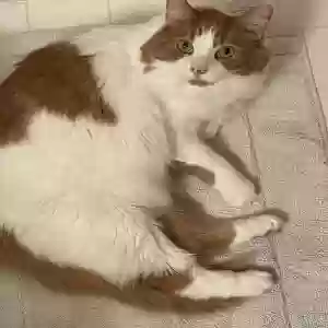 lost male cat peanut