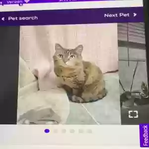 lost female cat junie/kitty