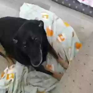 lost female dog isis jade