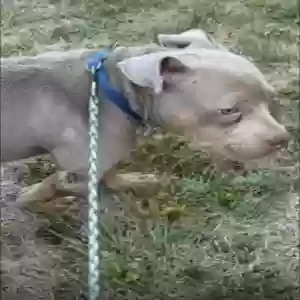 lost male dog uzi
