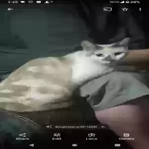 lost female cat baby girl