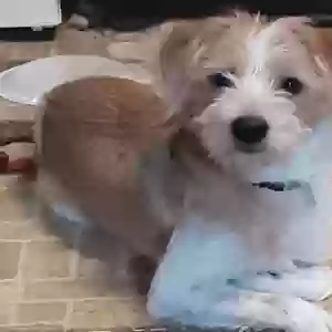 lost male dog buddy