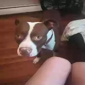 lost male dog cairo