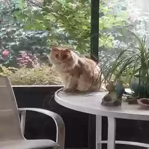 lost male cat chillie