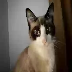 lost female cat white