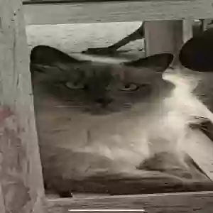 lost female cat peppee, goes by pep