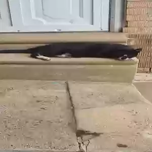 found unknown cat unknown